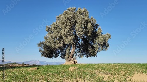 Displaying timeless fertility, a single olive tree heavy with black fruit dominates the view of a lush green wheat field