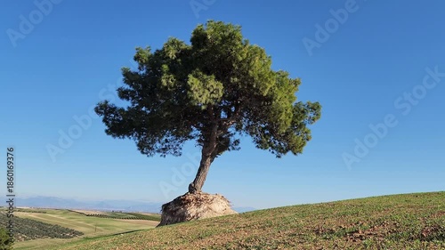 A lone pine tree rises above Adana's fertile winter wheat fields. Olive groves in the background and Taurus mountains silhouettes complete this peaceful Mediterranean landscape in a sunny winter day