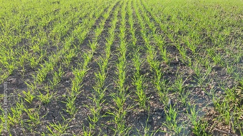 Young winter wheat sprouts swaying in the wind under the golden light of the evening sun in Mediterrannean region