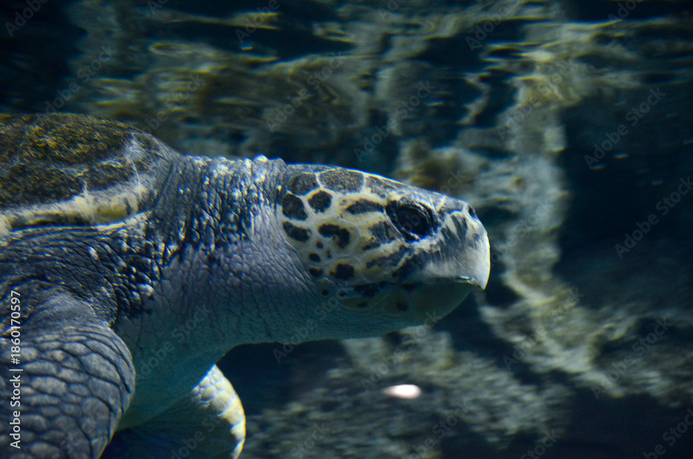 Obraz premium ウミガメ