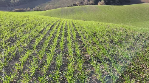 Green winter wheat sprouts swaying in the wind under the golden light of the evening sun in Mediterrannean region