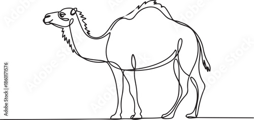 camel animal mammal full body.one line vector illustration with out background.