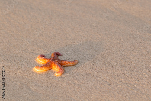 Starfish also known as sea star on the sand on the beaach during low tide in Northern Norway