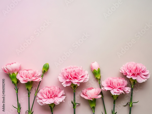 Pink carnations lined along soft gradient background with copy space above, carnations composition feels gentle, carnations aesthetic suits greetings, carnations visuals for elegant branding