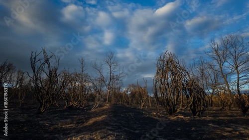 Timelapse of a burnt forest landscape at sunset with fast-moving clouds