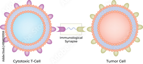 Cytotoxic T-Cell Engaging Tumor Cell via Immunological Synapse Vector Illustration