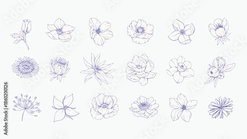 Elegant collection of hand-drawn botanical flower illustrations, a diverse assortment of delicate floral line art sketches for design projects and natural themes