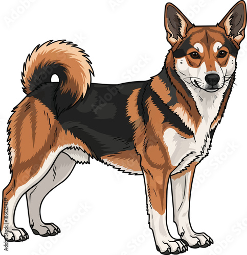 Norwegian Lundehund dog standing side profile view facing front