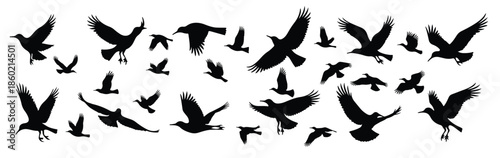 Collection of black bird silhouettes in flight flying