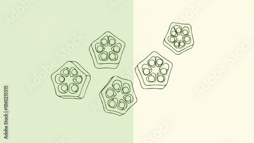 新鮮なオクラのスライスの断面ベクトル、健康的な料理のデザインのための星型の日本のオクラ野菜のイラスト