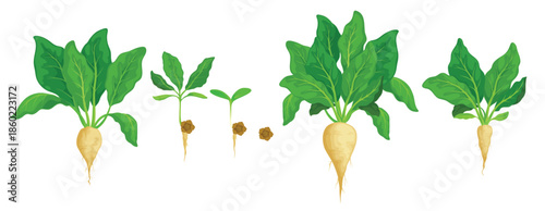 sugar beet grow vegetable germination stages