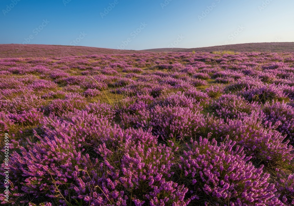 Obraz premium Blooming purple heather carpeting the rolling hills during a hot, sunny summer day. Scenic natural landscape in full bloom ,blossoms ,natural ,tranquil