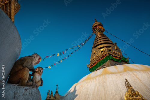 Canvas Print Monkey at the monkey temple (Swayambhunath) in Kathmandu - Nepal