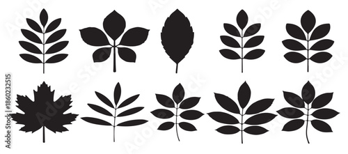 black and white traced silhouettes of various leaf types