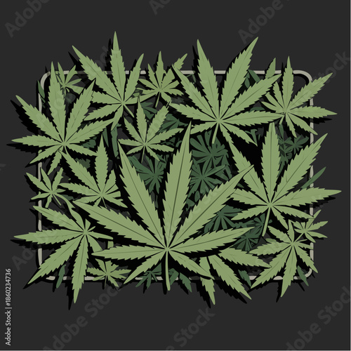 Dense Cannabis Leaves Spread Across Dark Background.