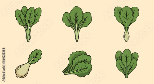 Various Leafy Green Vegetable Illustrations.
