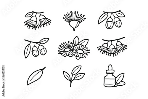 Collection of Eucalyptus flower and leaf icons