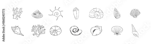  sea shell sketch ocean life hand drawn illustration outline