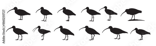 eastern curlew birds silhouette white backg round