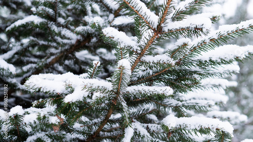 Frost Highlights Pine, Subtle Ice Enhances Cone Details, Ice Accents Emphasize Conifer Needle Textures Gently, Frost Delicate Touches Accentuate Pine Needles To Evoke Calmness