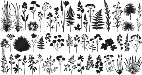 Wildflower and grass silhouette collection, fern and palm leaf set, meadow nature design elements, black botanical vector illustration, cad drawing flat vector illustration.