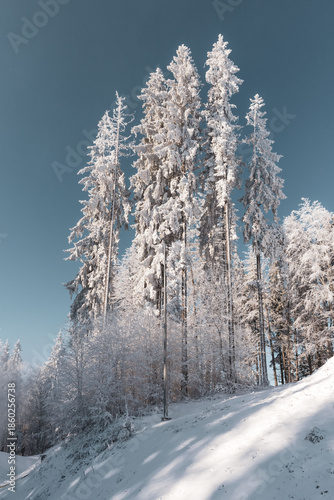 Fairytale Nordic winter. Scandinavian landscape. White and blue. Snow-covered branches. Winter wonderland. Rime ice. Frozen leafless trees. Cold weather. View from below of snowy trees.