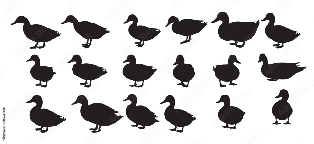 Fototapeta premium ducks silhouette on white background