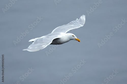 Photos Glaucous Gull flying over the cliffs of northern Iceland in the North Atlantic o