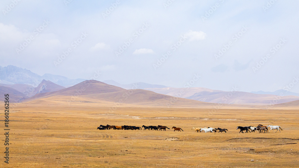 Obraz premium Wild horses running across the highland steppe near Son-Kul Lake, Kyrgyzstan. Symbol of freedom and nomadic spirit in Central Asia