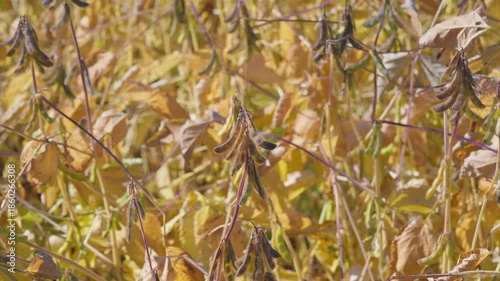 The Golden Fields of Soybeans Are Fully Prepared and Ready for Their Upcoming Harvest