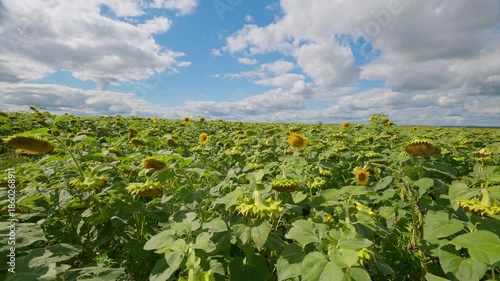 A Stunningly Vibrant Sunflower Field Flourishing Under a Beautiful Clear Blue Sky