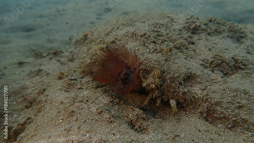 Polychaeta or bristle worm, fan worm (Branchiomma luctuosum) undersea, Ligurian Sea, Italy, Imperia