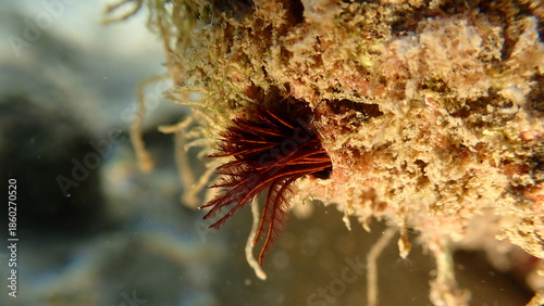 Polychaeta or bristle worm, fan worm (Branchiomma luctuosum) undersea, Ligurian Sea, Italy, Imperia