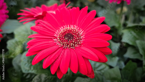 Bright pink Gerbera Daisy flower blooming in backyard. Colorful flowers with plants and leaves. Also known as Gerbera jamesonii and Gerbera-hybrid.