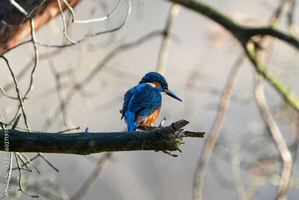 Fototapeta premium portrait of a common kingfisher sitting on a branch in waalre the netherlands (meertjesven)