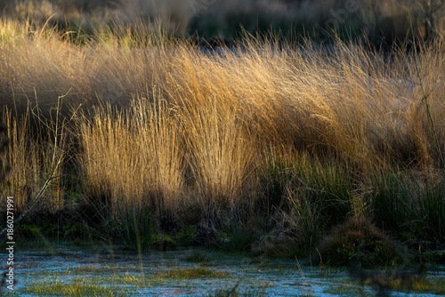 reeds in the water