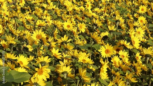 神奈川県高座郡寒川町　ひまわり