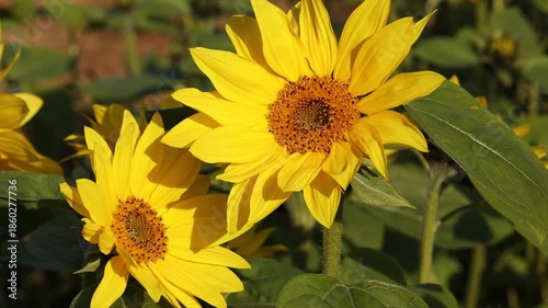 神奈川県高座郡寒川町　ひまわり