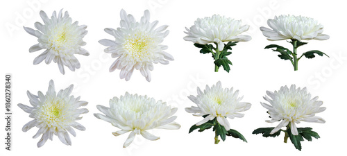 Fotografía Set of white chrysanthemum flower on transparent