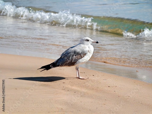Gentle seabird comfortably rests amid rolling waves along sunlit