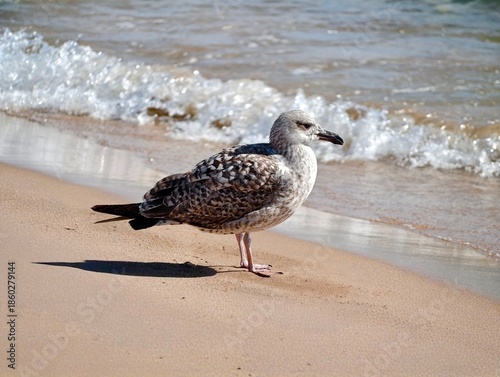 Seagull watches coast, Gull stands alert amid soft shoreline