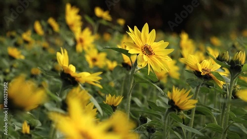 神奈川県高座郡寒川町　ひまわり