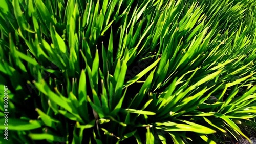 Lush Green Ornamental Grass Texture. A close-up view of vibrant green ornamental grass with long, narrow blades and subtle yellow tips. The dense foliage creates a rich, layered texture