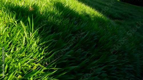 Lush Green Ornamental Grass Texture. A close-up view of vibrant green ornamental grass with long, narrow blades and subtle yellow tips. The dense foliage creates a rich, layered texture
