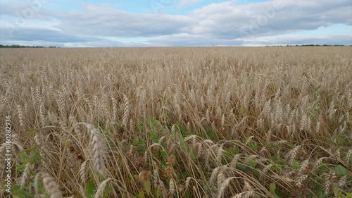 A Vast and Expansive Field Filled with Tall Grasses Beneath a Beautiful Cloudy Sky