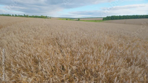 A Beautiful Golden Wheat Field Set Beneath a Peaceful and Serene Sky Above the Horizon