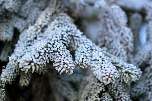 branches of silver pine tree covered with rime ice close up