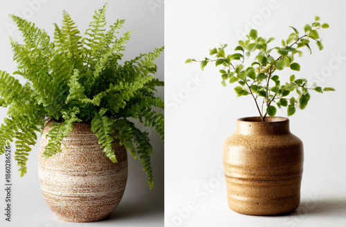 Decorative pottery vases filled with lush green ferns and leafy plants displaying detailed textures and natural colors