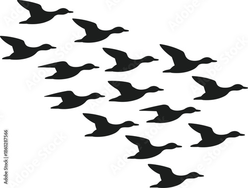 Flock of black duck silhouettes flying in formation against a white background bird