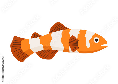 Aquarium fish. Beautiful underwater character. Decorative colored freshwater fish in flat cartoon design. Vector illustration, isolated animal on white